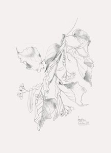 Zarte Linden-Skizze von Catalina Somolinos