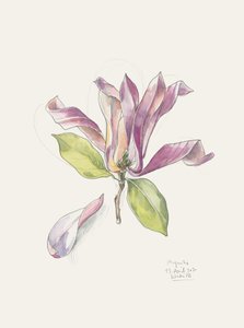 Rosa Aquarell-Magnolie