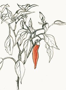 Lebendige Chili-Zeichnung