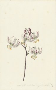 Zweig mit vier weißen Lilien