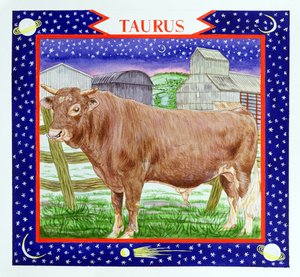 Stier