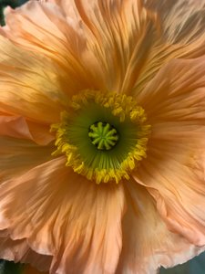Komposition - Blumen