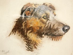 Ein schottischer Hirschhund