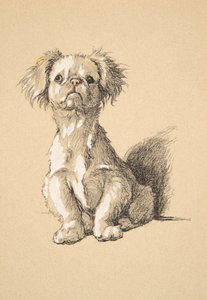Peke, 1930, Illustrationen aus seinem Skizzenbuch verwendet für Just Among Friends, Aldin, Cecil Charles Windsor (1870-1935), später veröffentlicht von Eyre und Spottiswoode Limited, 1934