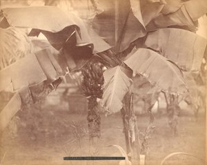Bananenbaum, Horticultural Hall, Centennial Exhibition, Philadelphia von Centennial Photographic Co.