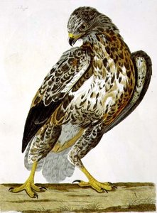 Der Mäusebussard (Buteo buteo) Tafel aus 