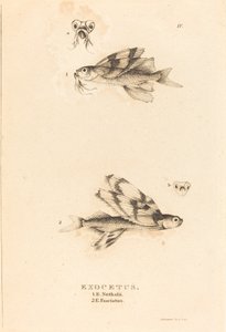 Exocetus von Charles Alexandre Lesueur