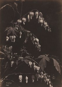 Blumenstillleben Tränendes Herz, um 1865