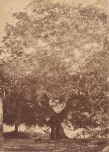 Der Walnussbaum von Kaiser Karl V., Yuste, 1858