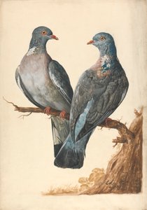Zwei Ringeltauben von Charles Collins