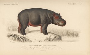 Nilpferd, aus 