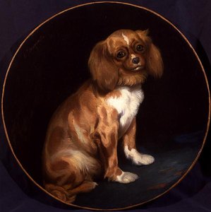 Ein King Charles Spaniel