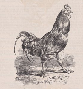 Coq de ferme, race commune, aus Magasin Pittoresque, ca. 1852 von Charles Emile Jacque