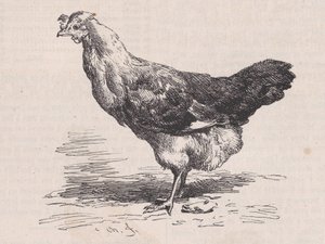 Französische gewöhnliche Henne, schlechte Legerin, aus Magasin Pittoresque