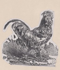 Der Hahn, ca. 1853