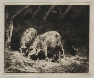 Zwei Schweine