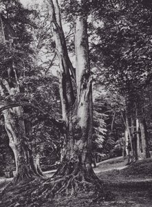 Eine Lichtung im Knole Park (s/w Foto) von Charles Essenhigh Corke