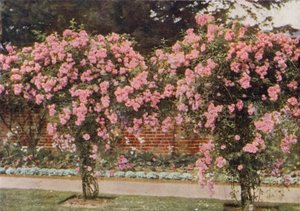 Kletterrose Lady Godiva