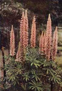 Die rosafarbene Lupine