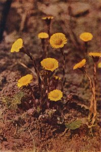 Wildblumen: Huflattich