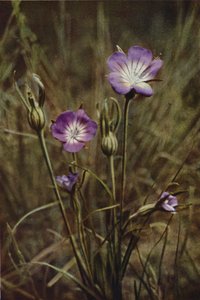 Wildblumen: Kornrade von Charles Essenhigh Corke