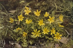 Wildblumen: Scharbockskraut