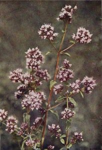 Wildblumen: Majoran von Charles Essenhigh Corke