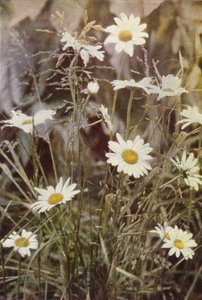 Wildblumen: Margerite von Charles Essenhigh Corke