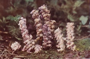 Wildblumen: Zahnwurz von Charles Essenhigh Corke