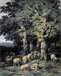 Schafe im Wald