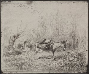 Ein Esel auf dem Feld