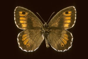 Arethusana arethusa/Kleiner Agreste