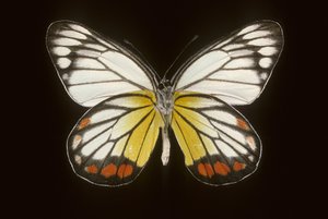 Delias hyparete/Männlich