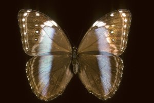 Morpho achilles/Weiblich