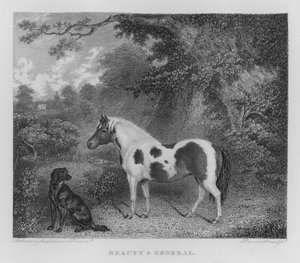 Schönheit und General (Stich)