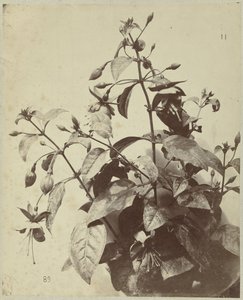 Blumenstillleben mit Fuchsie
