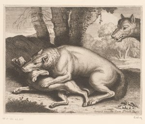 Hund von einem Wolf angegriffen