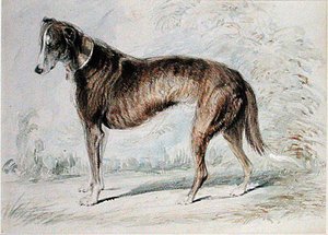 Lurcher von Charles Landseer
