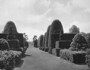 Ilex und Eibe