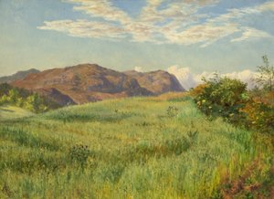 Ein Hochland-Haferfeld