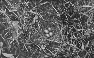 Nest der Feldlerche, um 1882, 1912