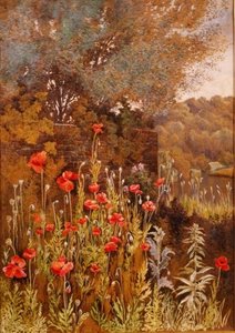 Mohnblumen am Flussufer