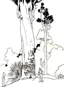 Ein Kauri-Baum, 1912 von Charles Robinson