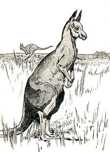 Das Känguru, 1912