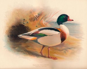 Brandgans Tadorna cornuta, 1900