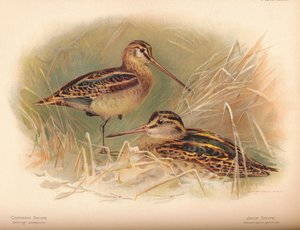 Bekassine Gallinago scolopacina, Zwergschnepfe Limnocryptes gallinula von Charles Whymper