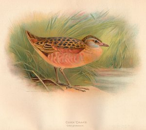 Wachtelkönig Crex pratensis, 1900 von Charles Whymper