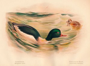 Gänsesäger Merganser castor, Harlekinente Cosmonetta histrionica