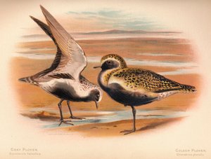 Grauer Regenpfeifer Squatarola helvetica, Goldregenpfeifer Charadrius pluvialus, 1900 von Charles Whymper
