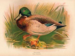 Stockente Anas boschas, 1900